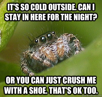 It's so cold outside. Can I stay in here for the night? Or you can just crush me with a shoe. That's ok too.  Misunderstood Spider