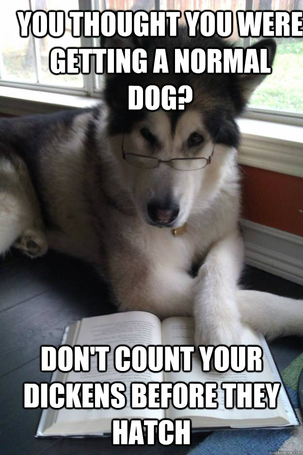 You thought you were getting a normal dog? don't count your dickens before they hatch  Condescending Literary Pun Dog