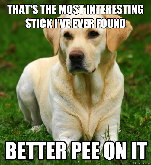 That's the most interesting stick I've ever found Better pee on it  Dog Logic