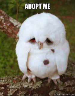 adopt me  - adopt me   Sad Owl