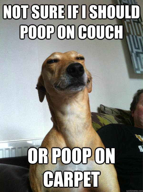 Not sure if i should poop on couch or poop on carpet  