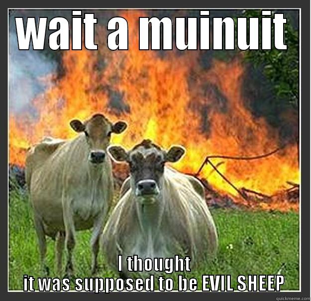 EVIL SHEEP IN STEAD OF COWS - WAIT A MUINUIT I THOUGHT IT WAS SUPPOSED TO BE EVIL SHEEP Evil cows