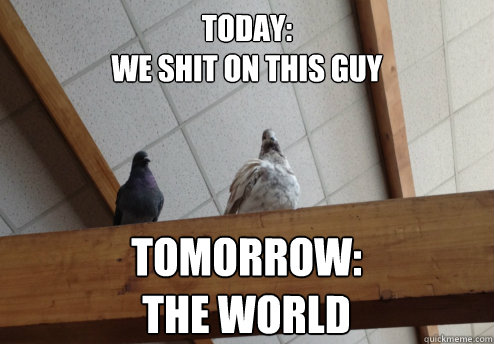 Today: 
we shit on this guy Tomorrow: 
The world  Killer Pigeons