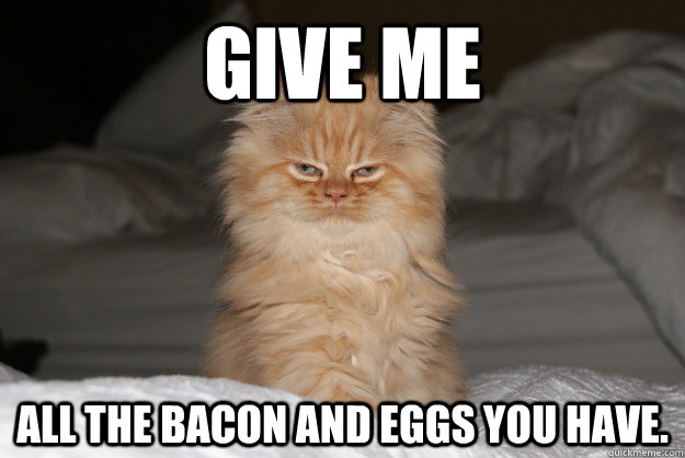 Give me all the bacon and eggs you have. - Give me all the bacon and eggs you have.  Ron Swanson Cat