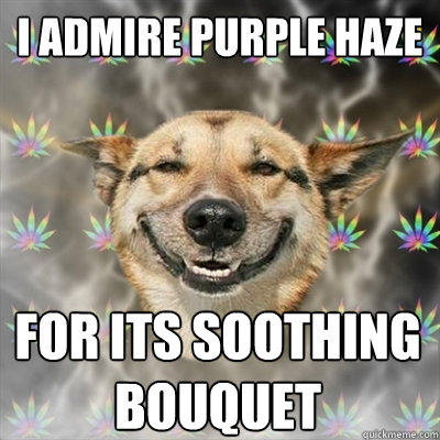 I admire Purple Haze for its soothing bouquet  Stoner Dog