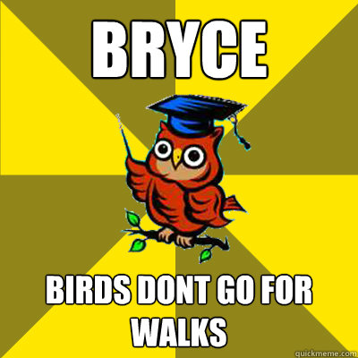 Bryce Birds dont go for walks - Bryce Birds dont go for walks  Observational Owl