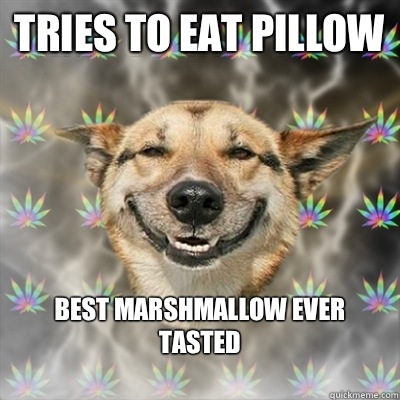 Tries to eat pillow Best marshmallow ever tasted
  Stoner Dog