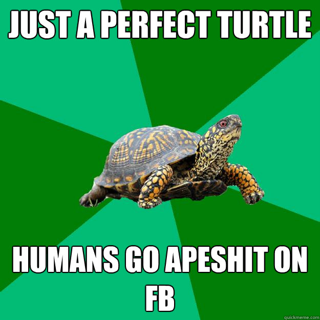 just a perfect turtle humans go apeshit on FB - just a perfect turtle humans go apeshit on FB  Torrenting Turtle