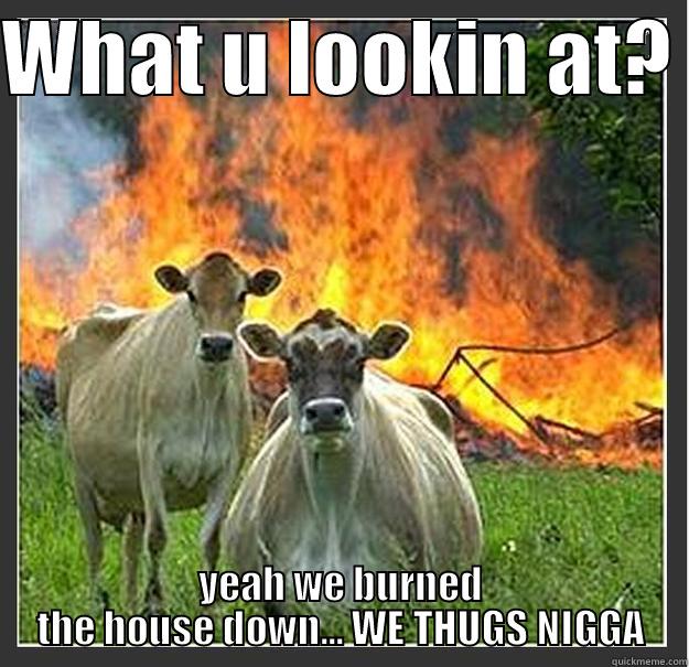 WHAT U LOOKIN AT?  YEAH WE BURNED THE HOUSE DOWN... WE THUGS NIGGA Evil cows