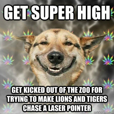 get super high get kicked out of the zoo for trying to make lions and tigers chase a laser pointer  