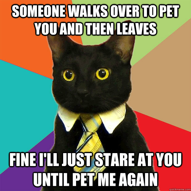 Someone walks over to pet you and then leaves fine i'll just stare at you until pet me again  Business Cat