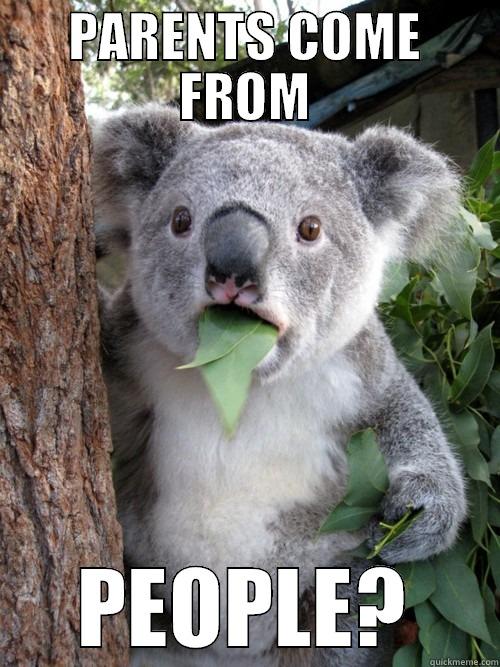 PARENTS COME FROM PEOPLE? koala bear