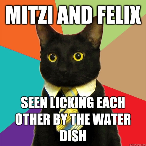 Mitzi and Felix  Seen licking each other by the water dish  Business Cat