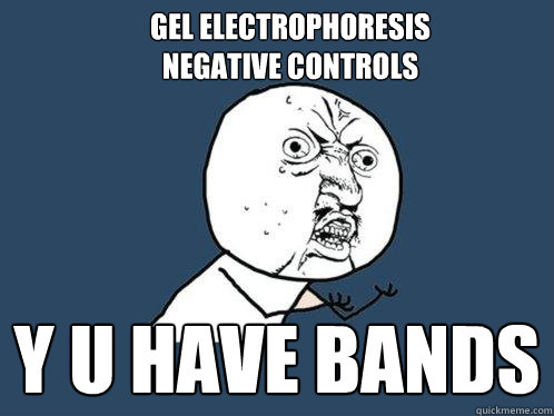 gel electrophoresis 
negative controls y u have bands - gel electrophoresis 
negative controls y u have bands  Y U No