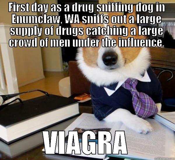 FIRST DAY AS A DRUG SNIFFING DOG IN ENUMCLAW, WA SNIFFS OUT A LARGE SUPPLY OF DRUGS CATCHING A LARGE CROWD OF MEN UNDER THE INFLUENCE. VIAGRA Lawyer Dog