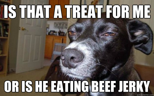 Is that a treat for me or is he eating beef jerky  Skeptical Mutt