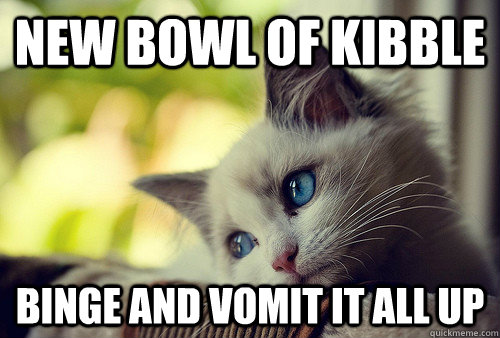 New bowl of kibble binge and vomit it all up - New bowl of kibble binge and vomit it all up  First World Problems Cat