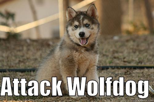 Wolfdog meemem -   ATTACK WOLFDOG Misc