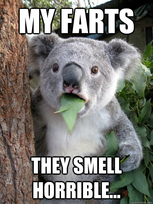 MY FARTS they smell horrible...  koala bear