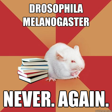 drosophila melanogaster never. again. - drosophila melanogaster never. again.  Science Major Mouse