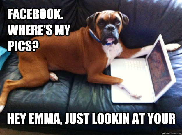 facebook. where's my pics? hey emma, just lookin at your  Oblivious Boxer