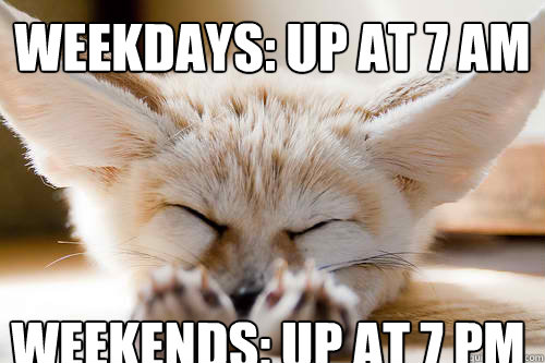 weekdays: up at 7 am weekends: up at 7 pm  Sleepy Fennec Fox