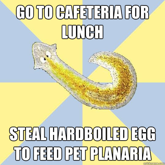 go to cafeteria for lunch steal hardboiled egg to feed pet planaria  Bio Major Planarian