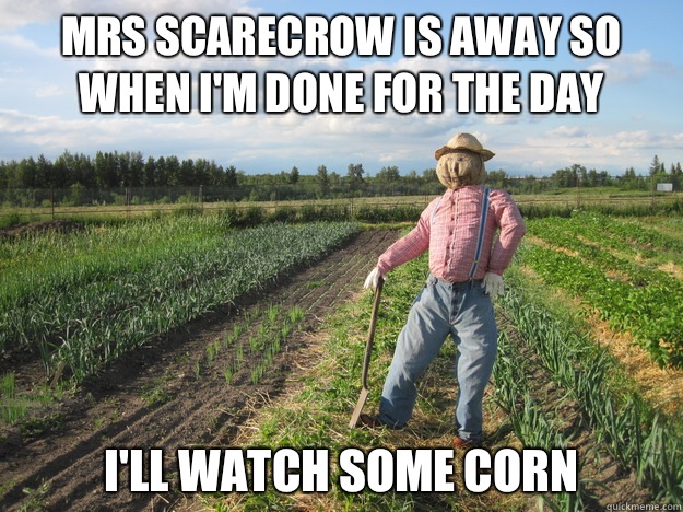 Mrs scarecrow is away so when I'm done for the day I'll Watch some corn  