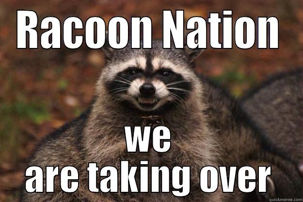 RACOON NATION WE ARE TAKING OVER Evil Plotting Raccoon