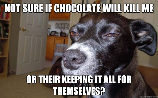 Not sure if chocolate will kill me or their keeping it all for themselves?  Skeptical Mutt