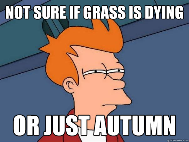 not sure if grass is dying or just Autumn - not sure if grass is dying or just Autumn  Futurama Fry