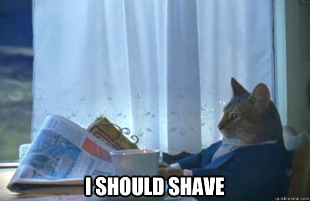  I should shave   Sophisticated Cat