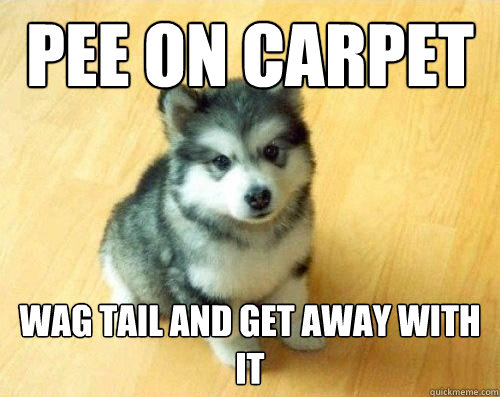 Pee on carpet Wag tail and get away with it  Baby Courage Wolf