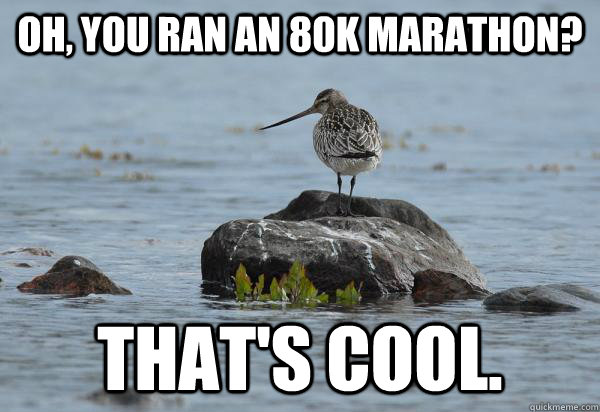 Oh, you ran an 80k marathon? That's cool. - Oh, you ran an 80k marathon? That's cool.  Unimpressed Bar-tailed godwit