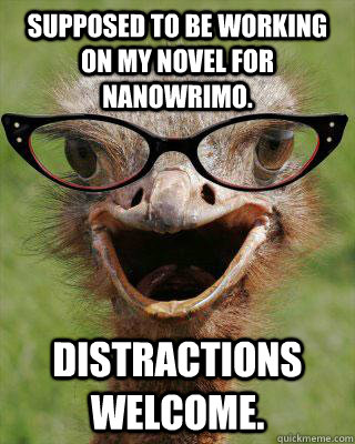 Supposed to be working on my novel for NaNoWriMo. Distractions welcome.  Judgmental Bookseller Ostrich