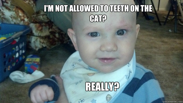 I'm not allowed to Teeth on the cat? Really?  Confused Baby