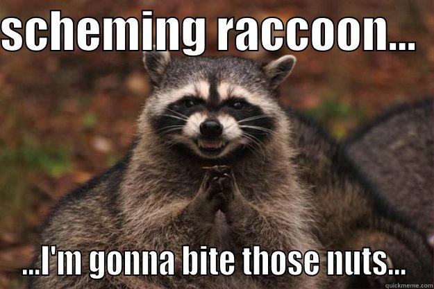 SCHEMING RACCOON...   ...I'M GONNA BITE THOSE NUTS... Evil Plotting Raccoon