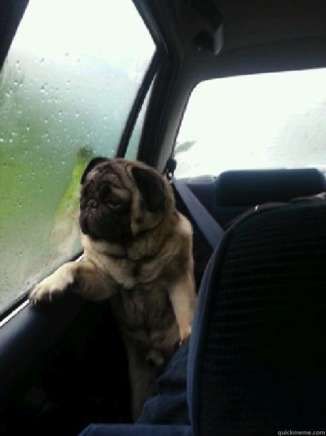    Introspective Pug