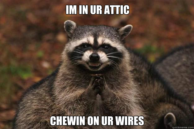 im in ur attic chewin on ur wires - im in ur attic chewin on ur wires  Evil Plotting Raccoon