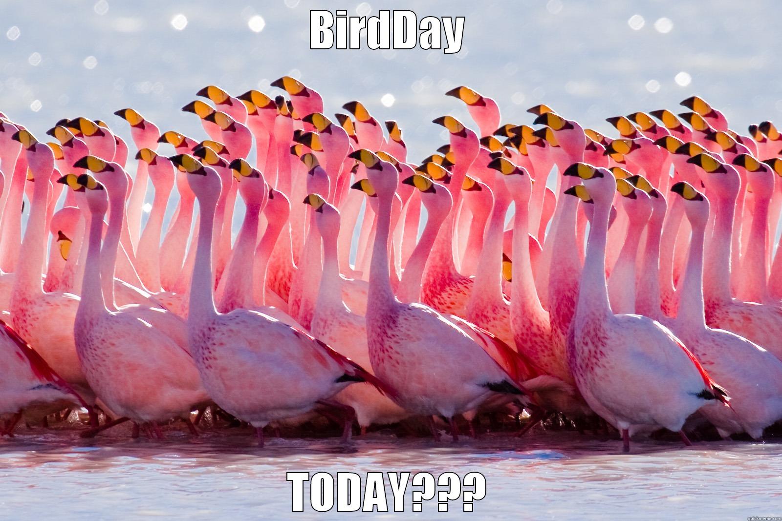 BIRDDAY TODAY??? Misc