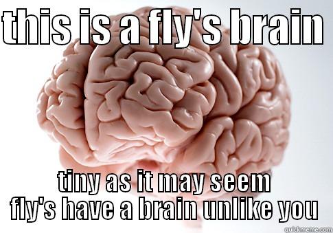 tiny brain sarter than you - THIS IS A FLY'S BRAIN  TINY AS IT MAY SEEM FLY'S HAVE A BRAIN UNLIKE YOU Scumbag Brain