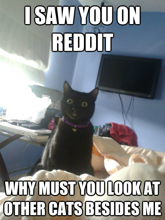 I saw you on reddit Why must you look at other cats besides me  overly attached cat