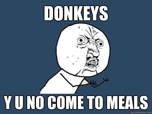 Donkeys Y U No come to meals - Donkeys Y U No come to meals  Y U No