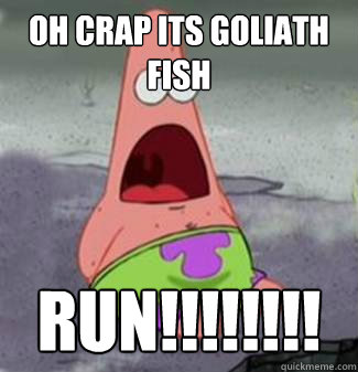Oh crap its goliath fish Run!!!!!!!!
 - Oh crap its goliath fish Run!!!!!!!!
  Panicking Patrick