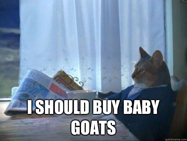  I should buy baby goats  morning realization newspaper cat meme