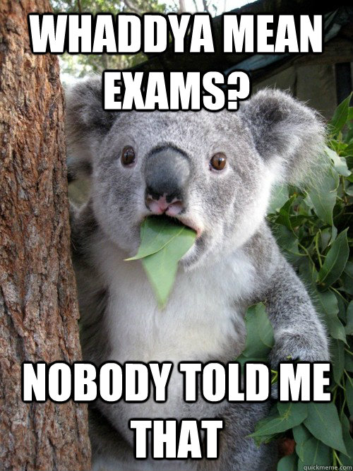 Whaddya mean exams? Nobody told me that - Whaddya mean exams? Nobody told me that  koala bear