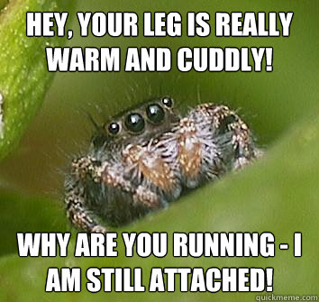 Hey, your leg is really warm and cuddly! why are you running - i am still attached!  Misunderstood Spider