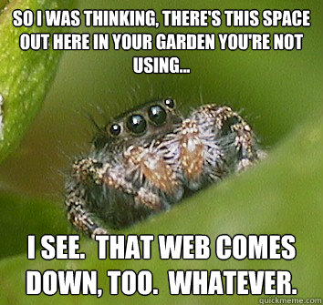 So I was thinking, there's this space out here in your garden you're not using... I see.  That web comes down, too.  Whatever. - So I was thinking, there's this space out here in your garden you're not using... I see.  That web comes down, too.  Whatever.  Misunderstood Spider