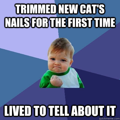 Trimmed new cat's nails for the first time Lived to tell about it - Trimmed new cat's nails for the first time Lived to tell about it  Success Kid