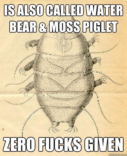 is also called water bear & moss piglet zero fucks given  scumbag tardigrade